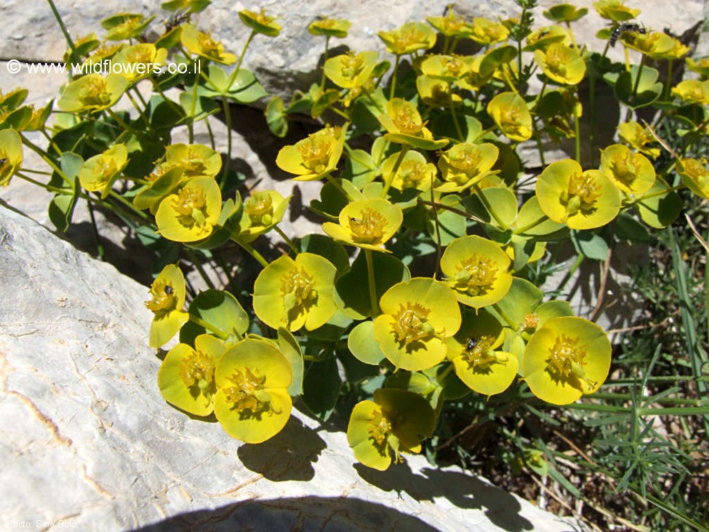Euphorbia antilibanotica